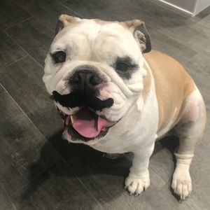 Meet your Posher, Mario